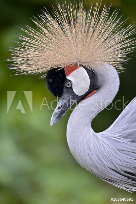 Εικόνα της Closeup of Black Crowned Crane Balearica pavonina seen from profile